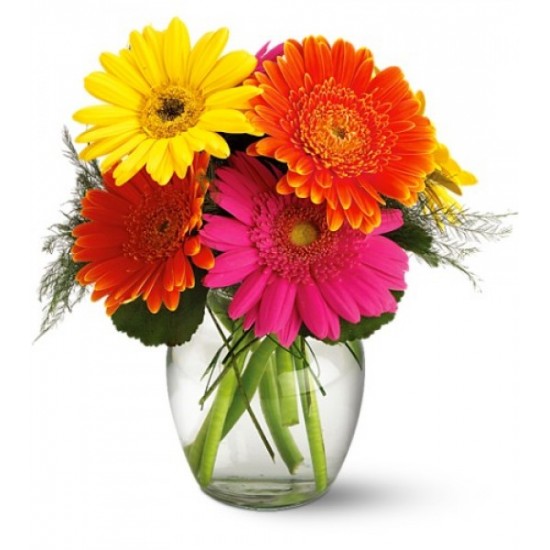 Fiesta de Gerberas